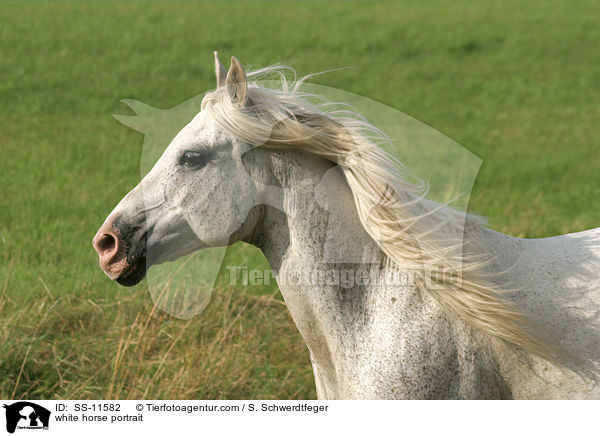 white horse portrait / SS-11582