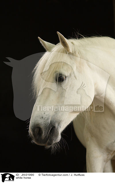 white horse / JH-01990