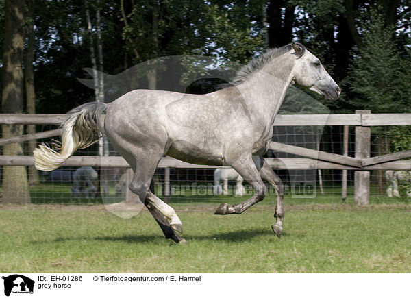 grey horse / EH-01286