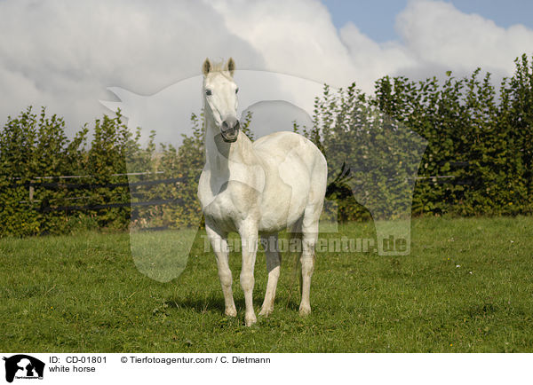 Schimmel / white horse / CD-01801