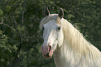 white horse head