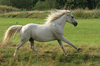 running white horse