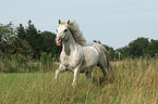 running white horse