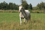 running white horse