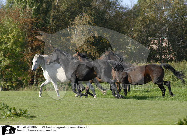 herd of horses on meadow / AP-01997