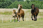 horses on meadow