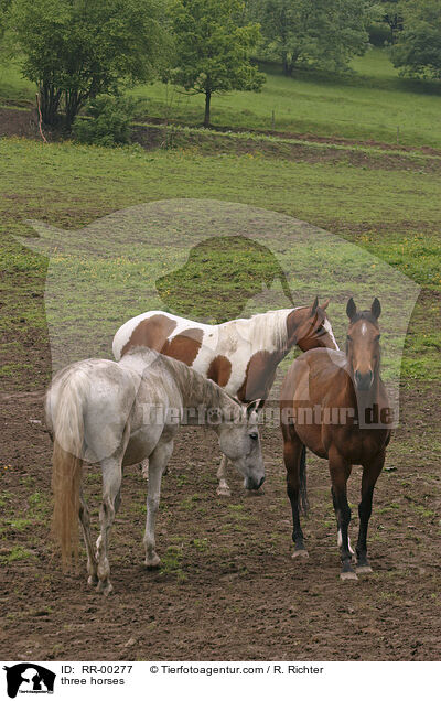 Pferde auf der Weide / three horses / RR-00277