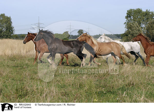 herd of horses / RR-02840