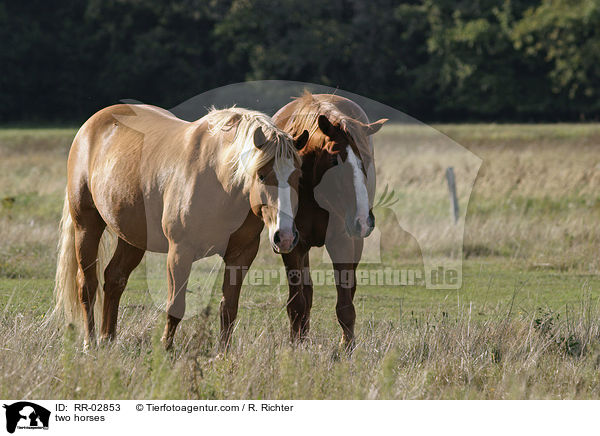 two horses / RR-02853