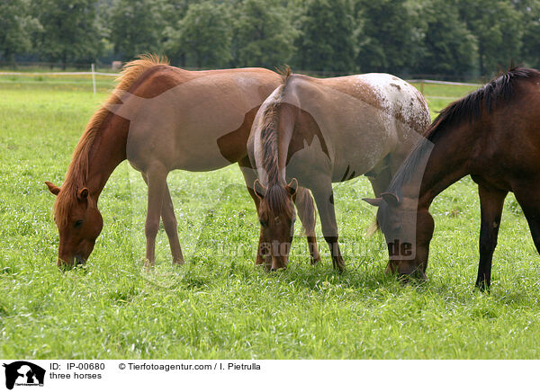 three horses / IP-00680