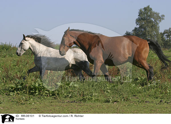 Pferde auf der Weide / horses / RR-06101