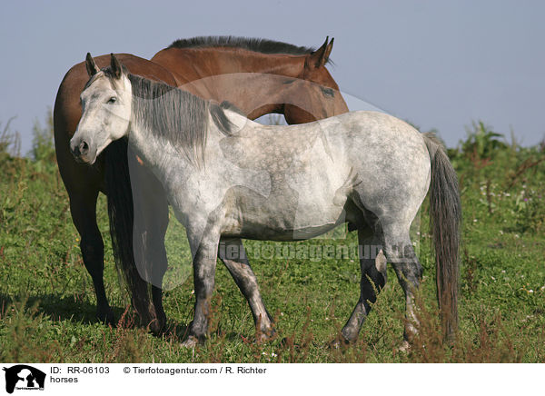 Pferde auf der Weide / horses / RR-06103