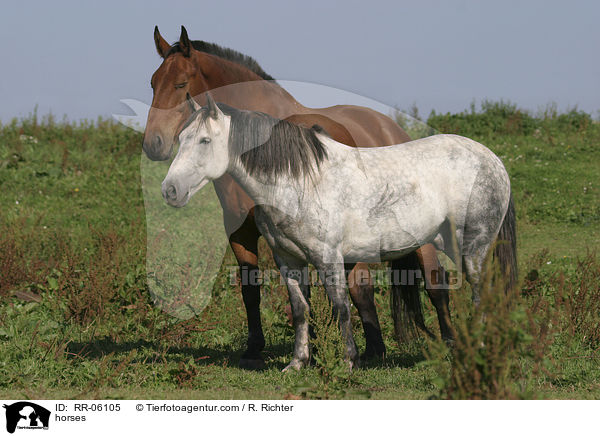 Pferde auf der Weide / horses / RR-06105