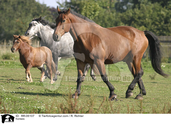Pferde auf der Weide / horses / RR-06107