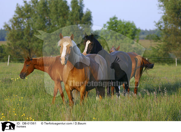 Pferde auf der Weide / horses / DB-01561