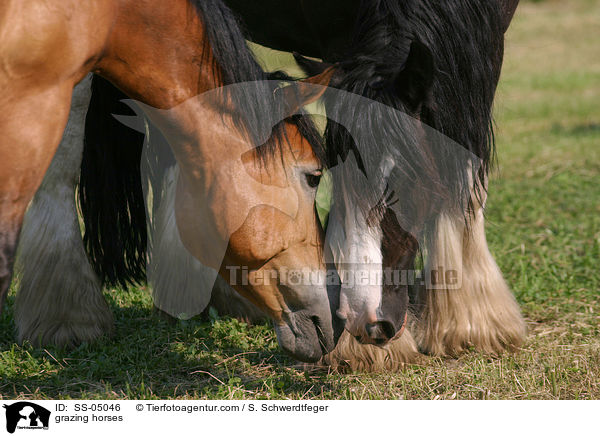 grazing horses / SS-05046