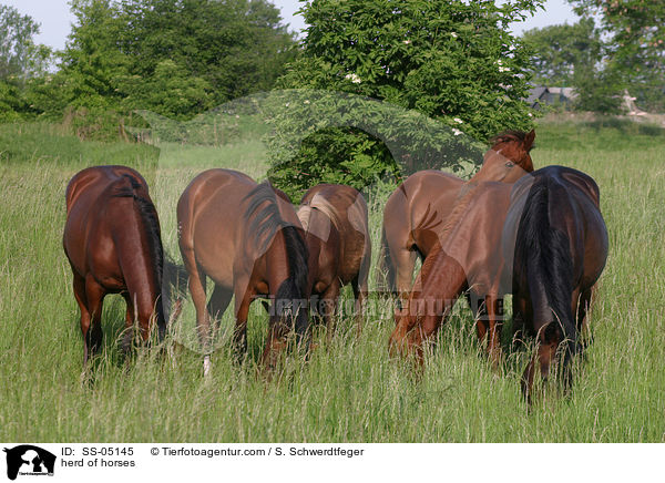 herd of horses / SS-05145