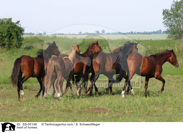herd of horses / SS-05146
