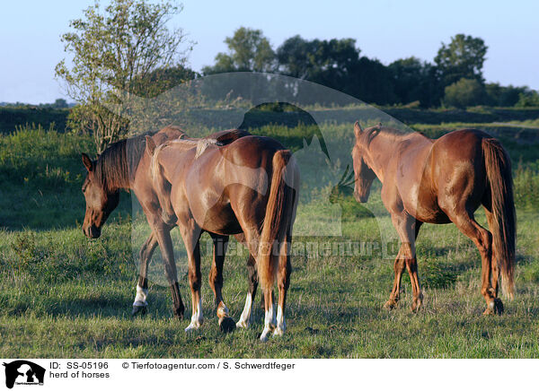 herd of horses / SS-05196