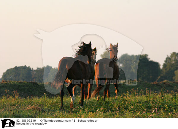 horses in the meadow / SS-05216