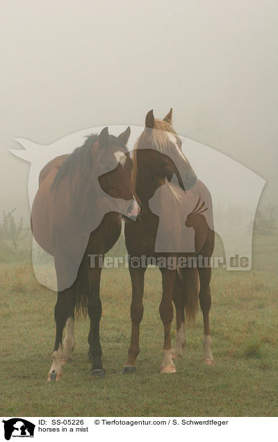 horses in a mist / SS-05226