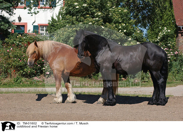 coldblood and Friesian horse / TM-01602