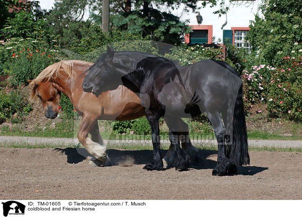 coldblood and Friesian horse / TM-01605