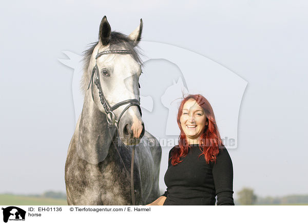 Deutsches Sportpferd Portrait / horse / EH-01136
