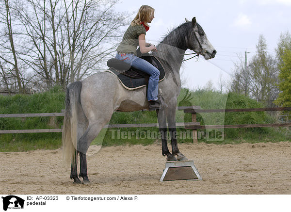 Pferd auf Podest / pedestal / AP-03323