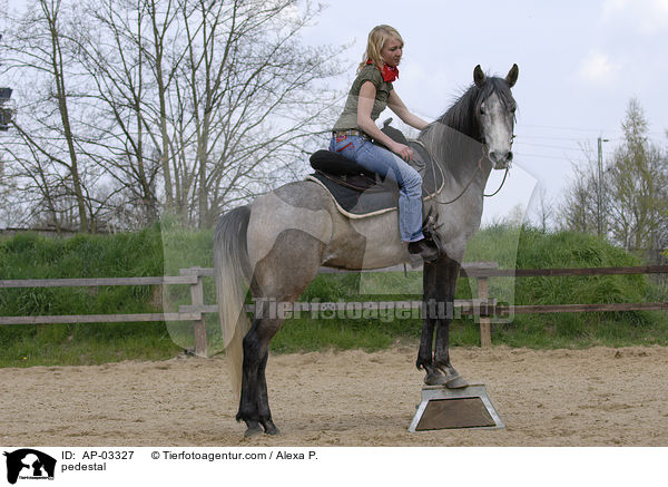 Pferd auf Podest / pedestal / AP-03327