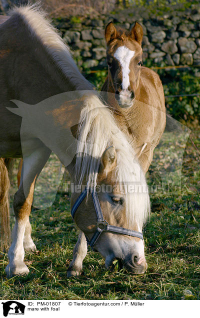 mare with foal / PM-01807
