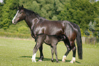 mare with foal