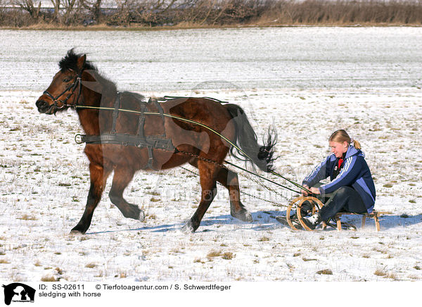 Schlittenfahrt mit Pferd / sledging with horse / SS-02611