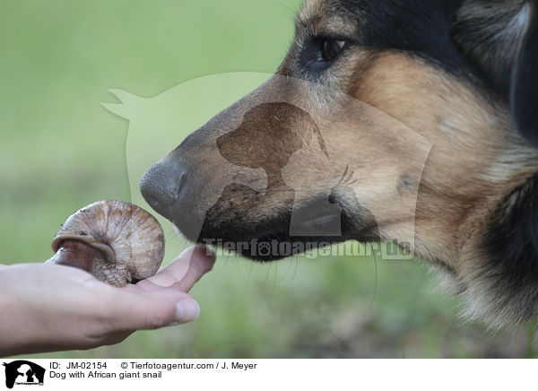 Dog with African giant snail / JM-02154