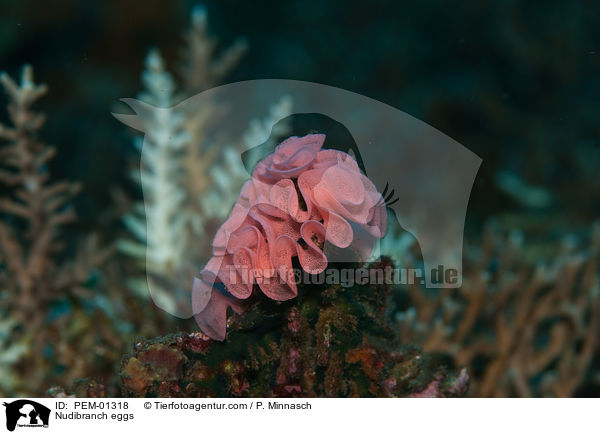 Nacktschnecke Eiband / Nudibranch eggs / PEM-01318