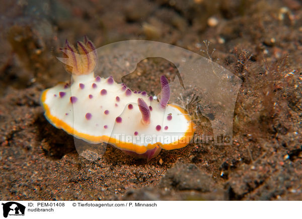 nudibranch / PEM-01408