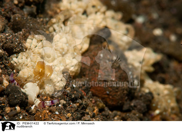 Nacktschnecke / nudibranch / PEM-01422