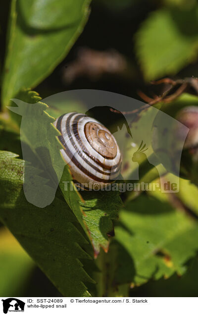 white-lipped snail / SST-24089