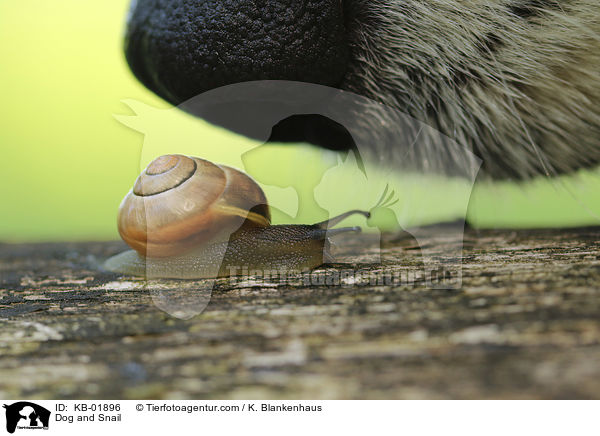 Dog and Snail / KB-01896