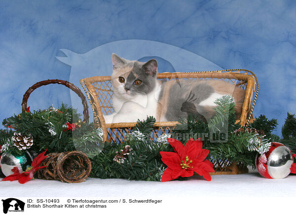 Britisch Kurzhaar Ktzchen zu Weihnachten / British Shorthair Kitten at christmas / SS-10493