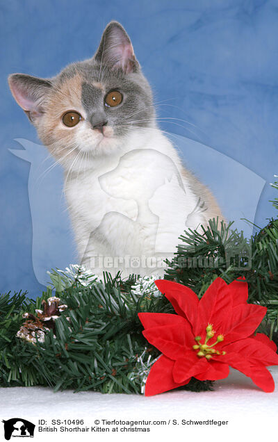 Britisch Kurzhaar Ktzchen zu Weihnachten / British Shorthair Kitten at christmas / SS-10496