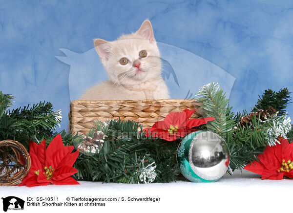 Britisch Kurzhaar Ktzchen zu Weihnachten / British Shorthair Kitten at christmas / SS-10511