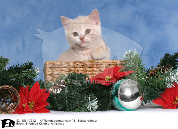 Britisch Kurzhaar Ktzchen zu Weihnachten / British Shorthair Kitten at christmas / SS-10512