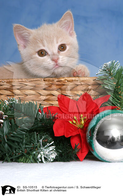 Britisch Kurzhaar Ktzchen zu Weihnachten / British Shorthair Kitten at christmas / SS-10515