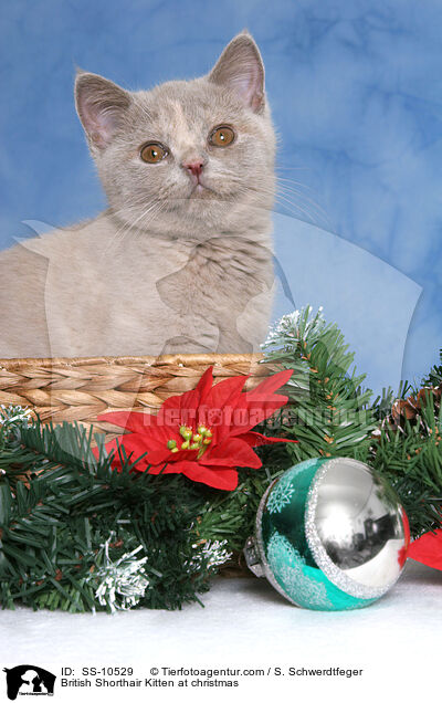 Britisch Kurzhaar Ktzchen zu Weihnachten / British Shorthair Kitten at christmas / SS-10529
