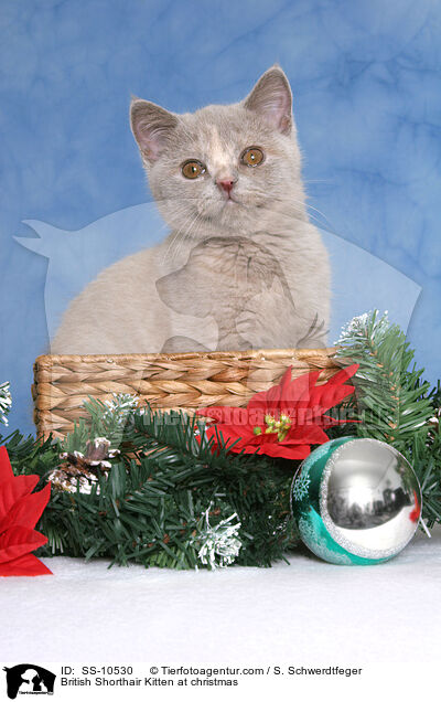 Britisch Kurzhaar Ktzchen zu Weihnachten / British Shorthair Kitten at christmas / SS-10530