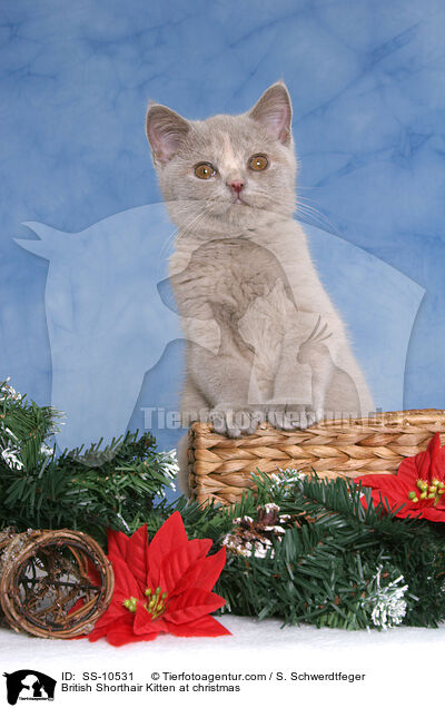 Britisch Kurzhaar Ktzchen zu Weihnachten / British Shorthair Kitten at christmas / SS-10531