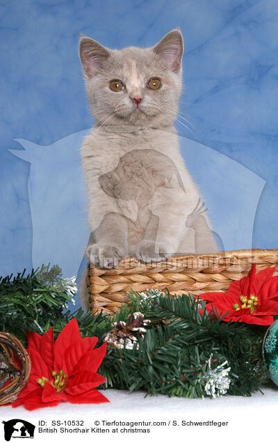 Britisch Kurzhaar Ktzchen zu Weihnachten / British Shorthair Kitten at christmas / SS-10532
