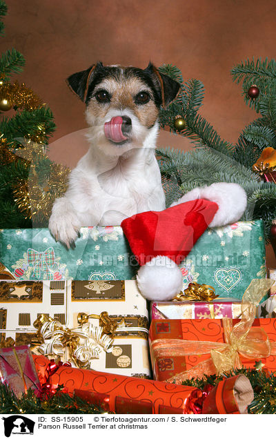 Parson Russell Terrier an Weihnachten / Parson Russell Terrier at christmas / SS-15905