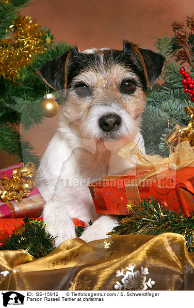 Parson Russell Terrier an Weihnachten / Parson Russell Terrier at christmas / SS-15912